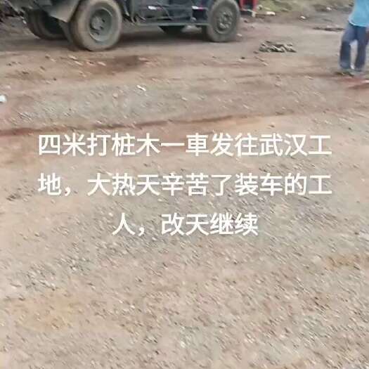 武汉杉木
