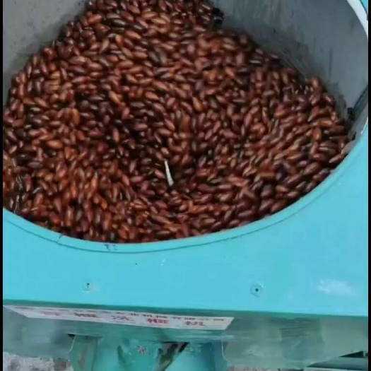 绍兴香榧