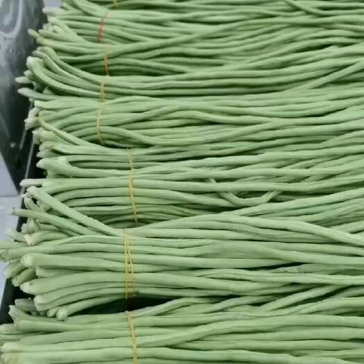 新乐市产地供应冷棚豇豆等各种蔬菜大量上市中
