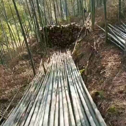 永安市毛竹 排山竹 香蕉竹 瓜果支撑架 工地搭棚可定制规格