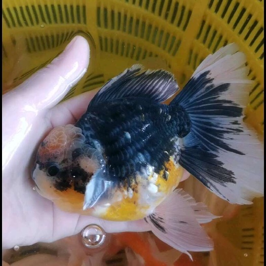 小泰狮