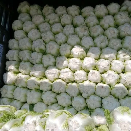 银川黄心大白菜