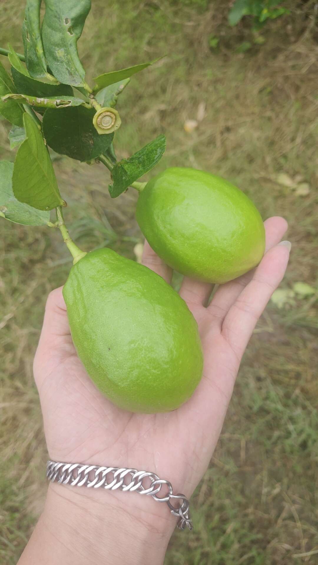 農(nóng)家姿味生鮮批發(fā)