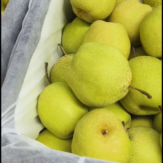 赵县雪花梨