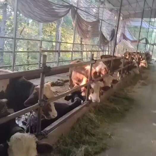 巴中肉牛出售