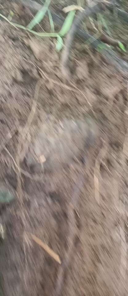 环江县何首乌鲜货