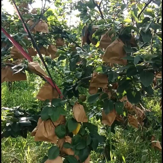 秋月梨