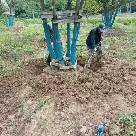 丛生朴树基地直销30公分-100公分选丛生朴树南京基地规模大