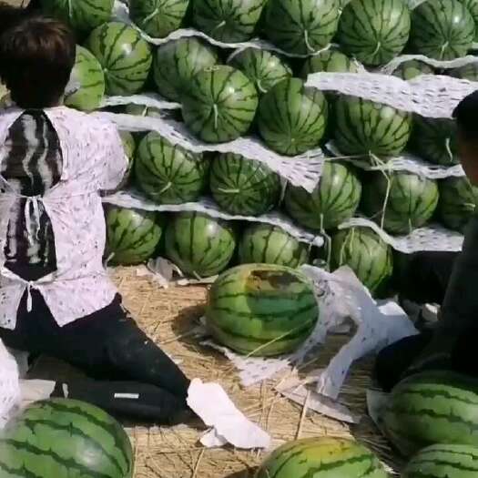 乾安县吉林产区西瓜落价高品质的沙地西瓜糖度高密度大