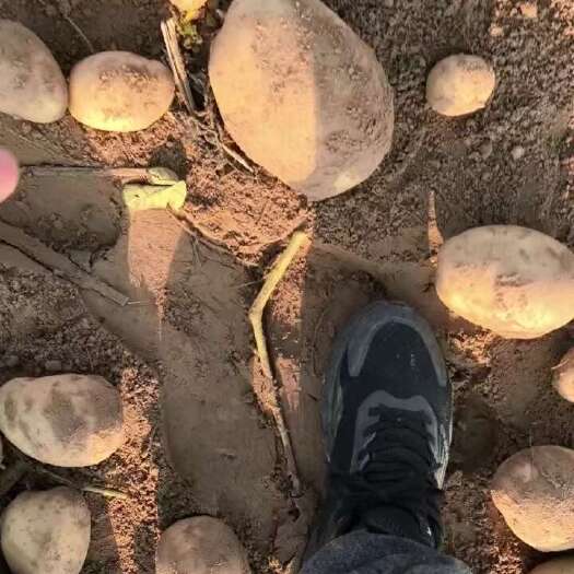 定边县黄心土豆