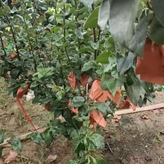 舞阳县秋月梨马上上市