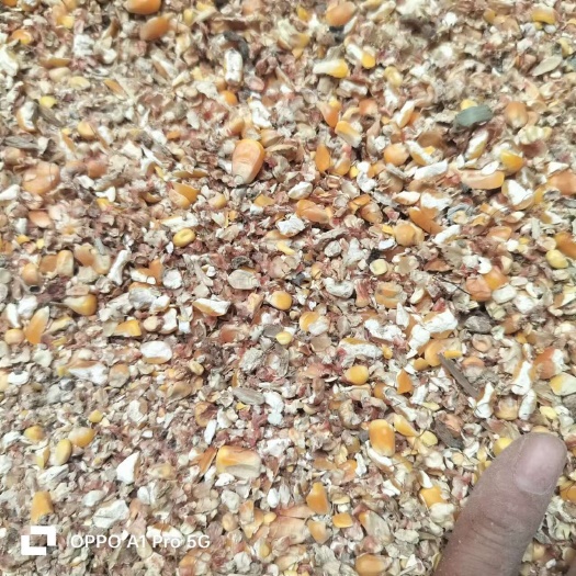深州市玉米漏