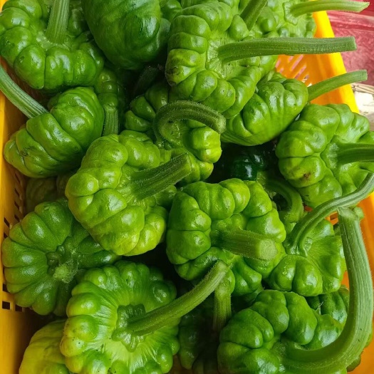 昆明云南特有姜饼瓜