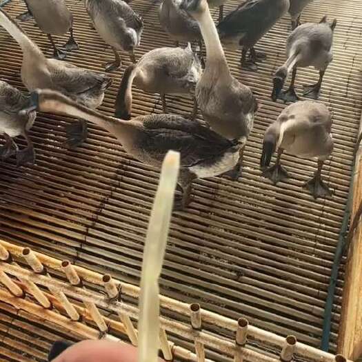 佛山广东黑棕棚鹅 烧鹅专用 5-10斤 规格齐全 现宰现发