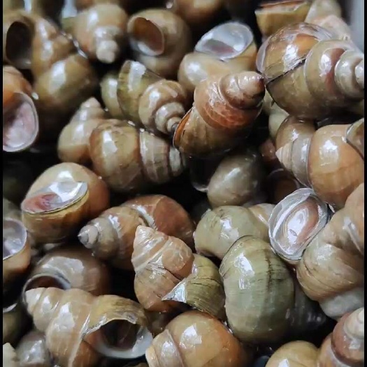 北京螺蛳量大，可长期合作