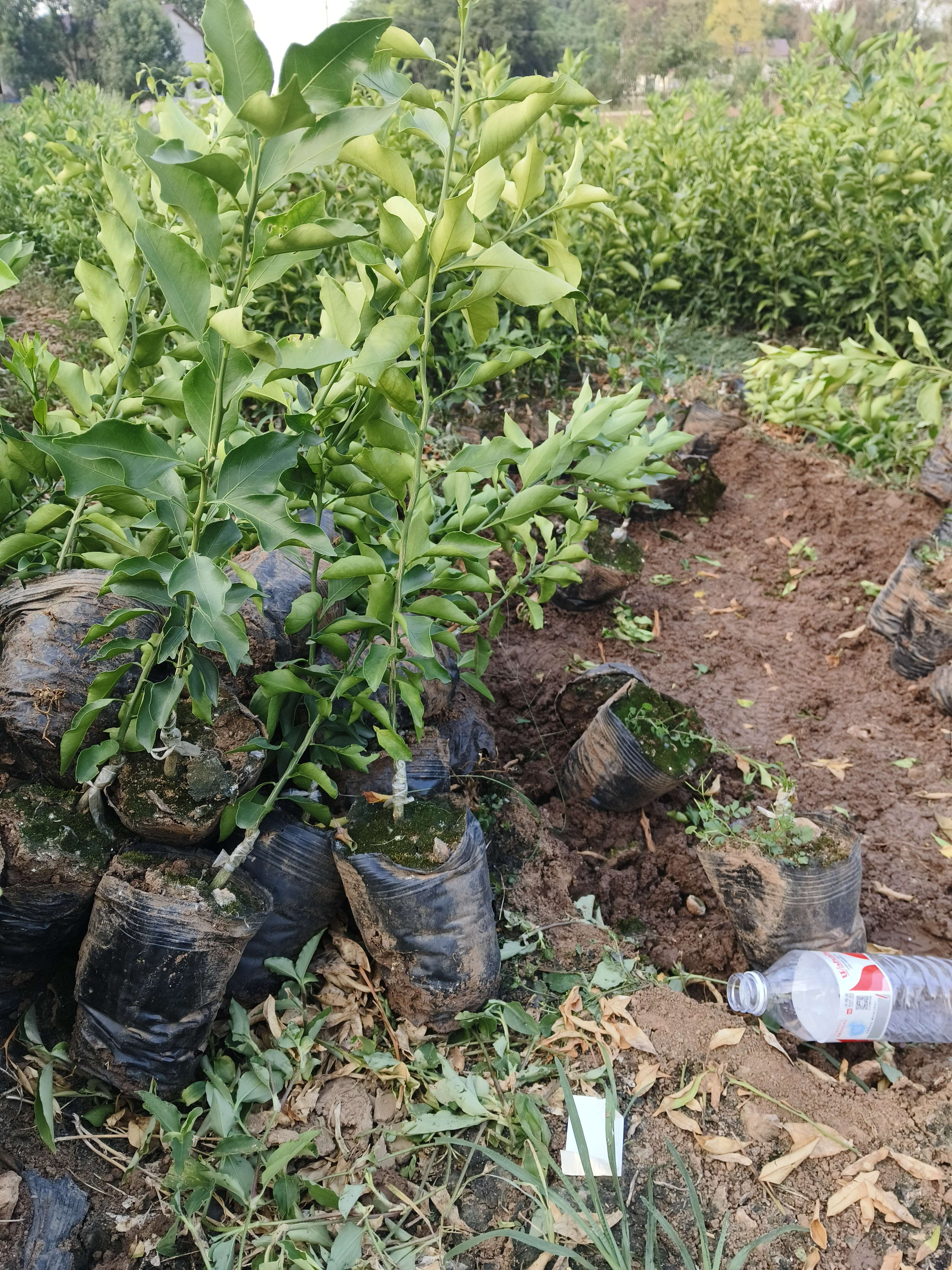 天藍林業(yè)育苗基地