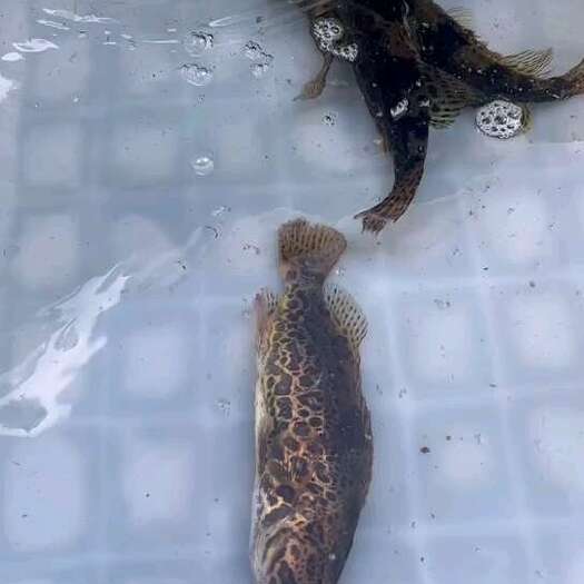 贵阳口感干净。肉质细腻。吃过这个鱼的人都懂。