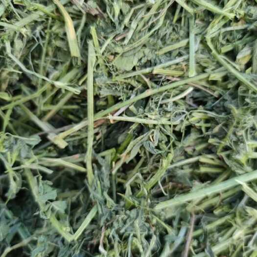 察布查尔苜蓿草苜蓿