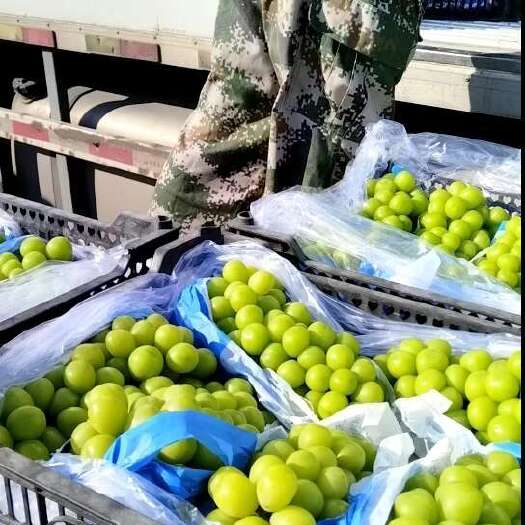 大荔县阳光玫瑰