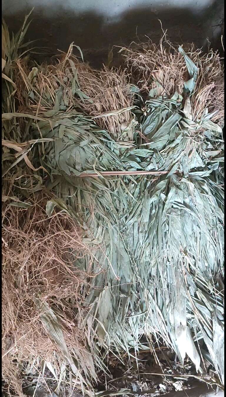 淡竹葉，大別山純淡竹葉整顆帶根