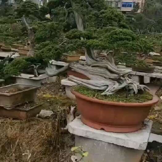 乐清市济州真柏