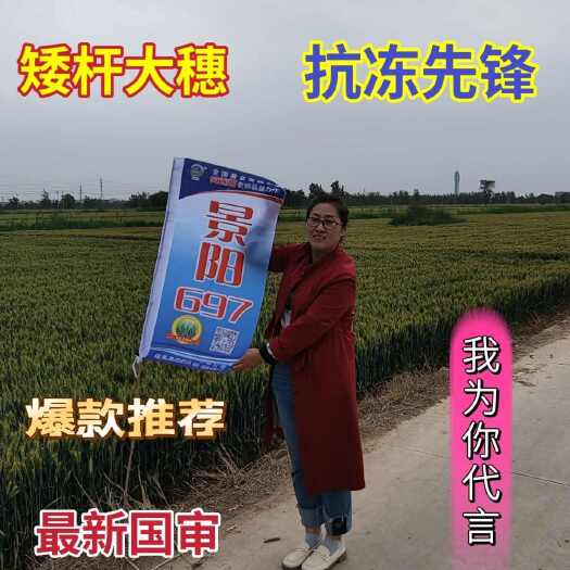 南宫市小麦种子
