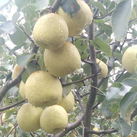 酥梨