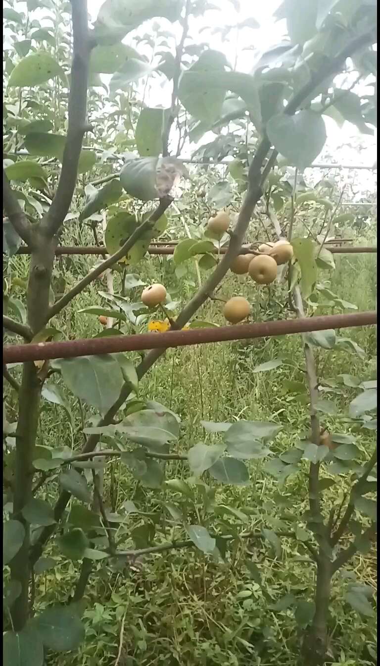 秋月梨，无人工干预自然成熟，口感好