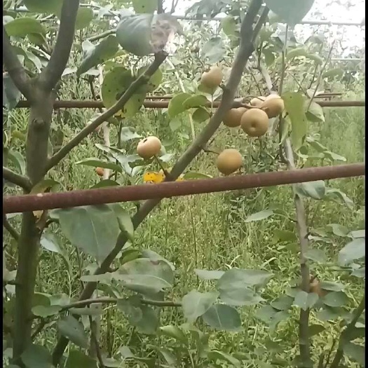 秋月梨，无人工干预自然成熟，口感好