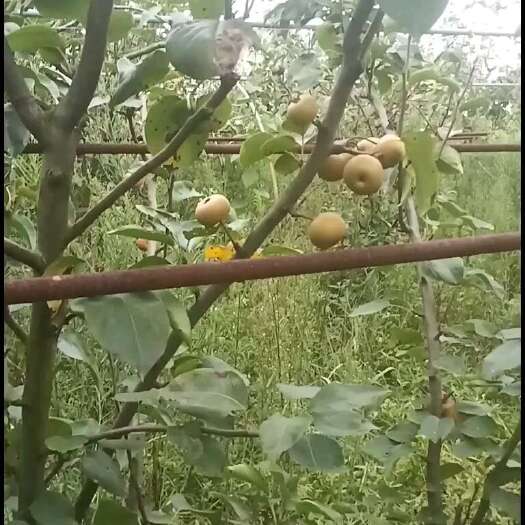 扬州秋月梨，无人工干预自然成熟，口感好