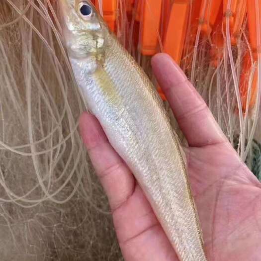 湛江沙尖鱼