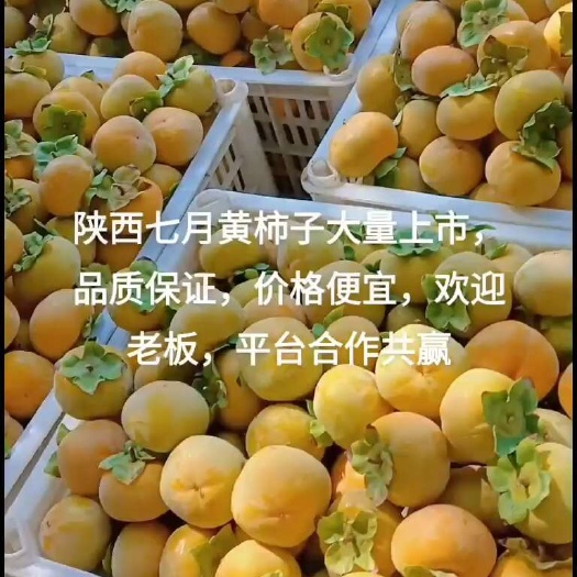 大荔县七月黄柿子