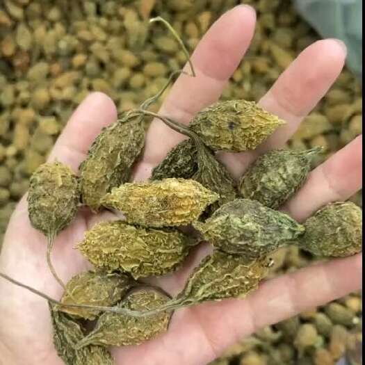 尤溪县山苦瓜