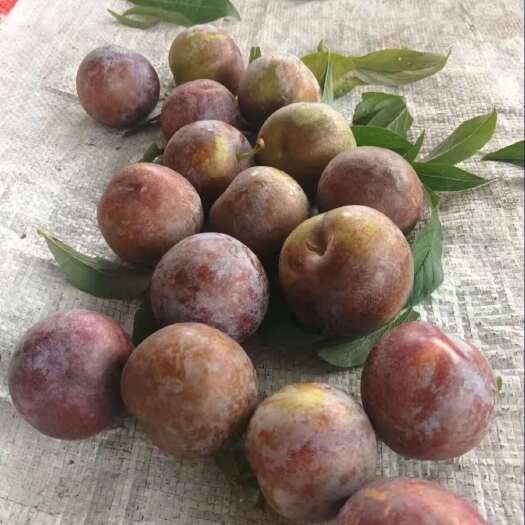 巴东县八月脆红李