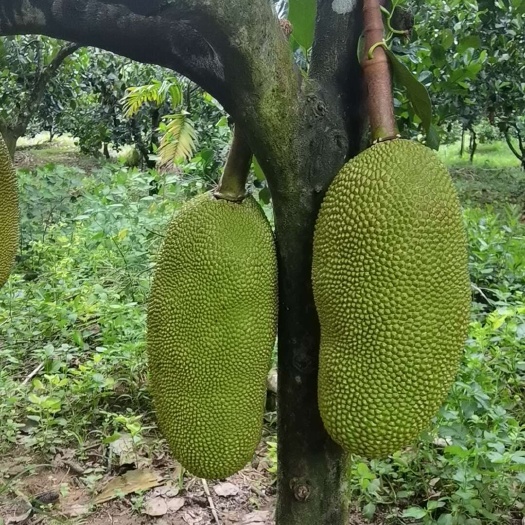陵水县海南菠萝蜜果肉金黄木菠萝中大果场地直装批发
