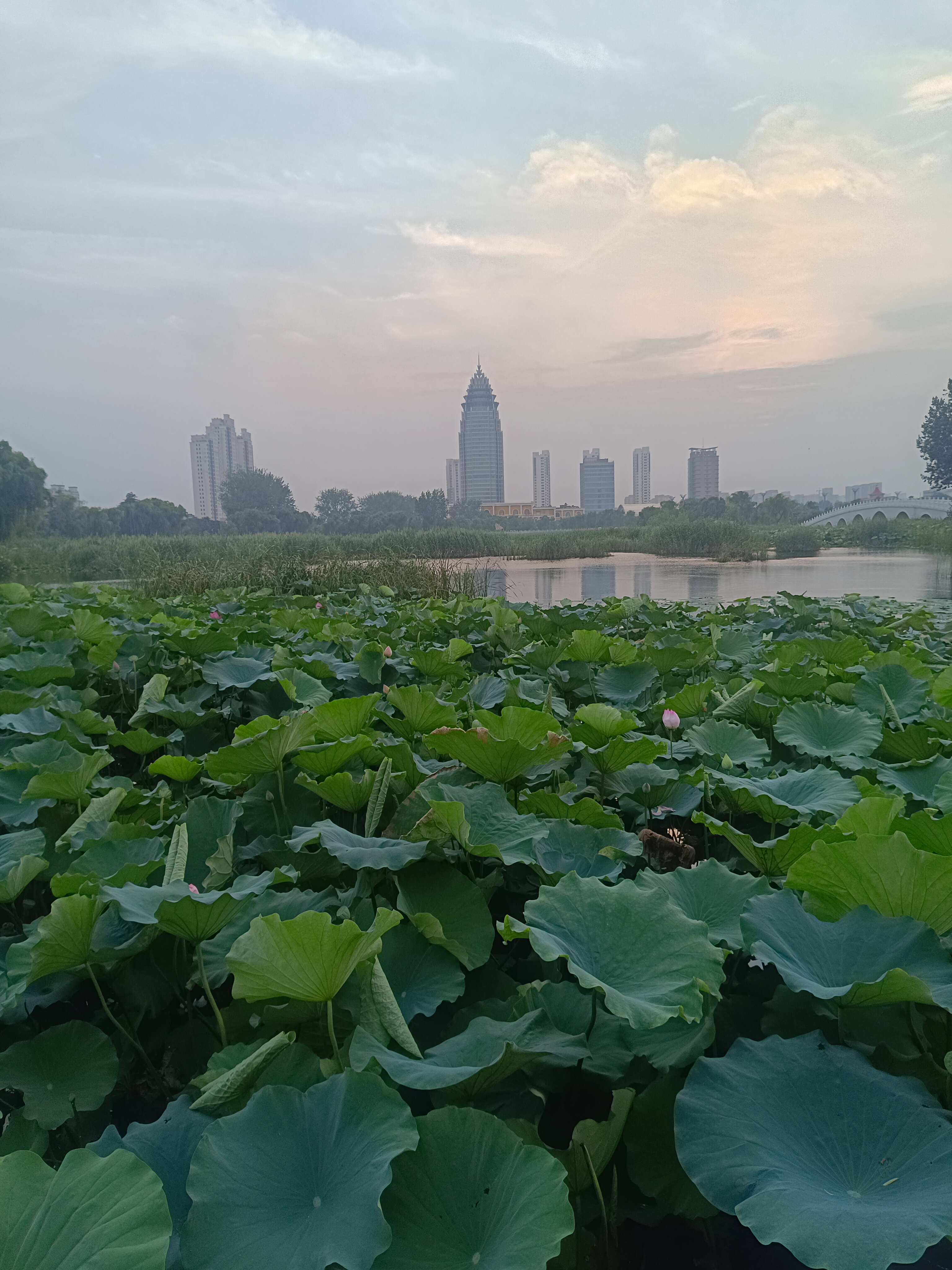 山東省臨沂市平邑縣統(tǒng)一花卉苗木