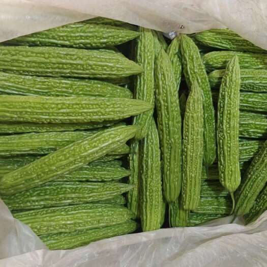 寿光市精品苦瓜大量有货