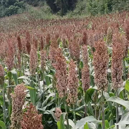 南充冀梁二号