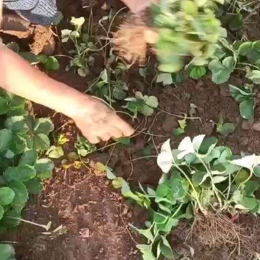 新泰市【草莓苗批发】草莓苗草莓秧苗奶油草莓苗盆栽地栽种植南北方种植