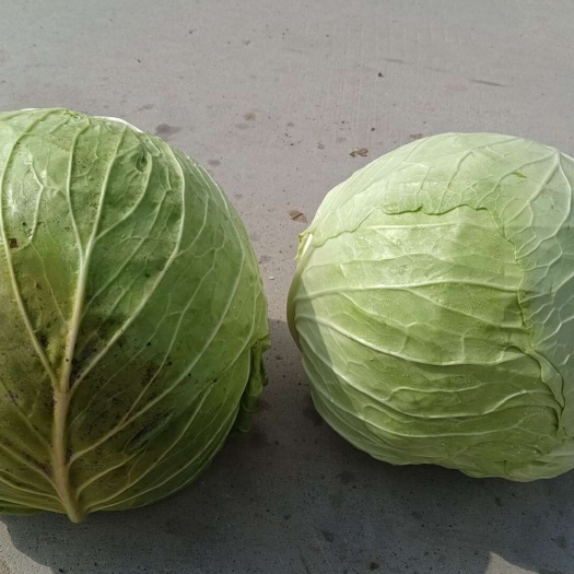 西吉县精品包菜，