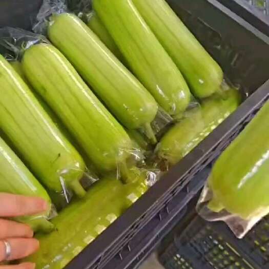 桂林精品白玉丝瓜，有需要的老板带价格咨询，量大从优