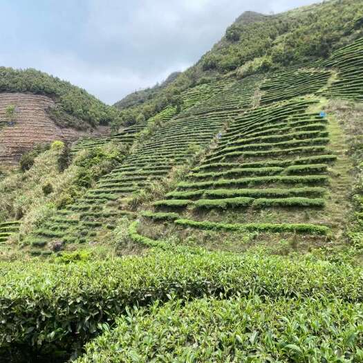 揭西县绿茶农家茶高山手工茶茶园基地散装茶叶广东单丛茶绿茶批发特产