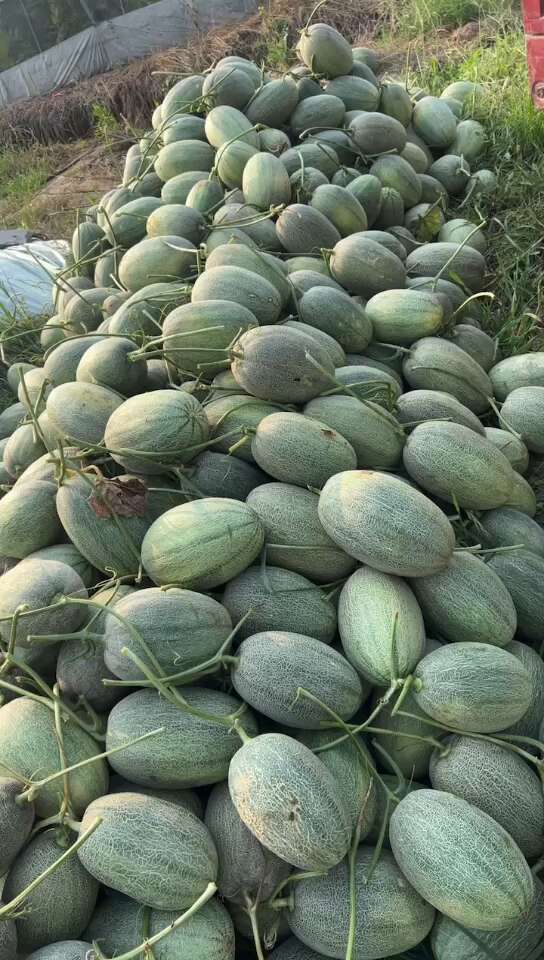 万亩哈密瓜大量上市了 产地直销