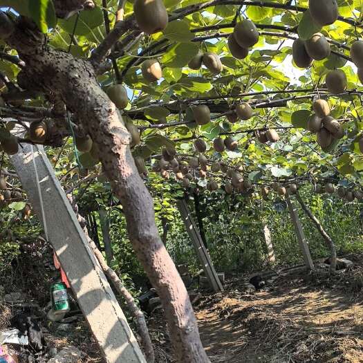 吴桥县淄博博山碧玉猕猴桃
