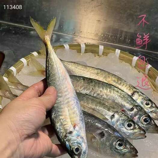 湛江巴浪鱼