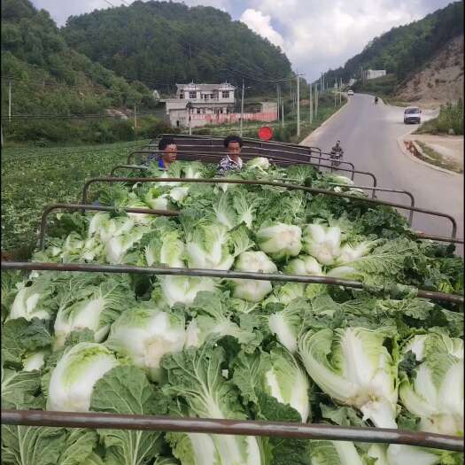 威宁县高山蔬菜