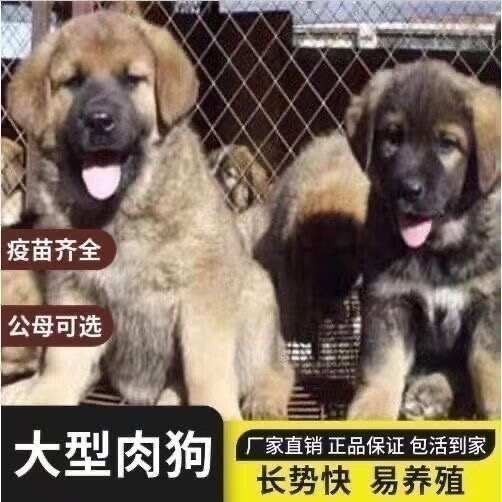 阳新县改良杂交肉狗苗 可长90-150斤左右 合作养殖 提供技术