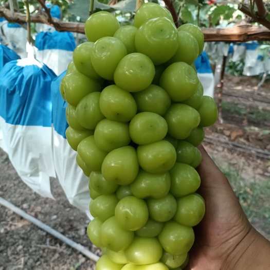 渭南阳光玫瑰