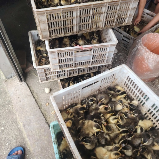 衡阳县麻鸭苗  蛋鸭 老品种