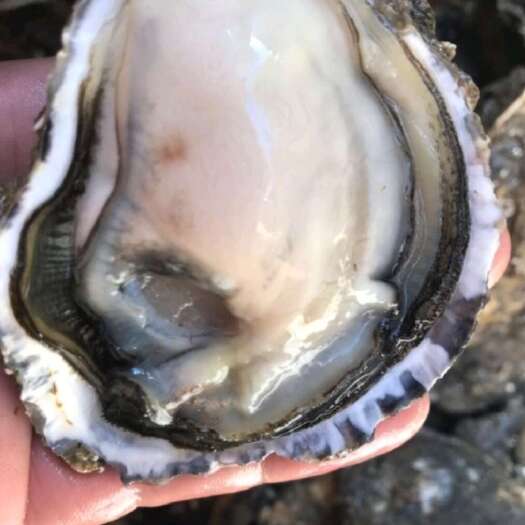 诏安县长牡蛎